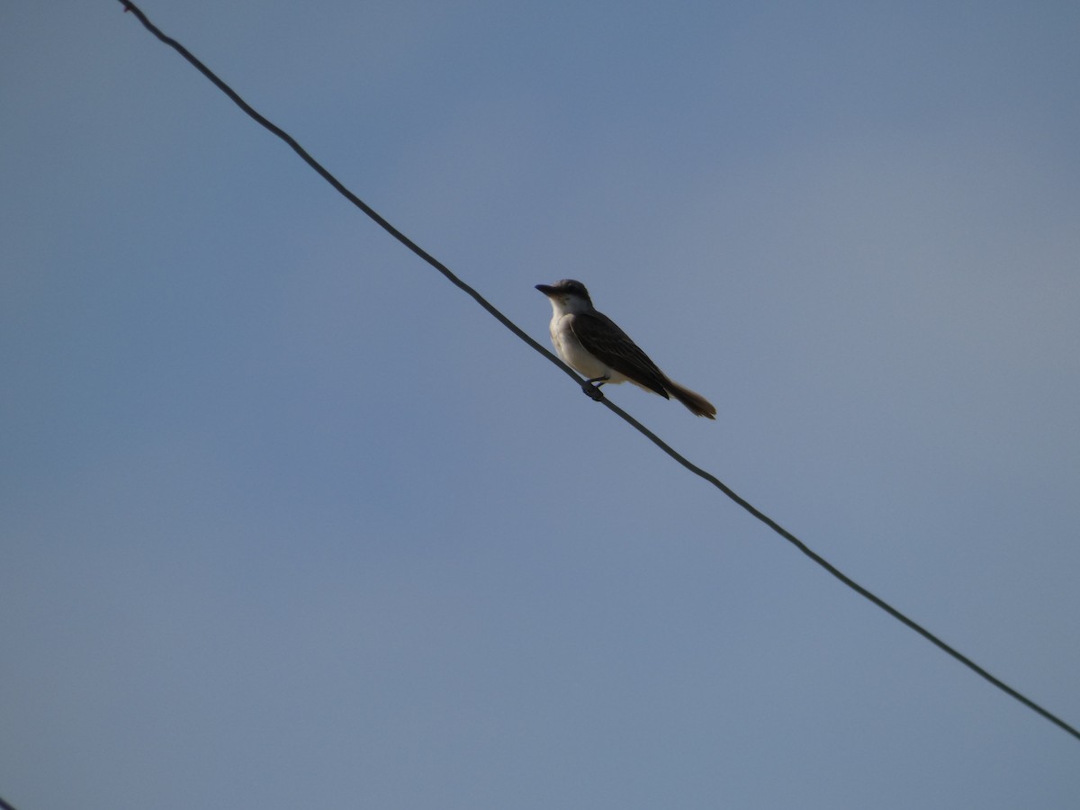Gray Kingbird - ML628315656