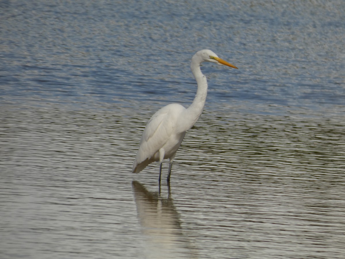 Great Egret - ML628316004