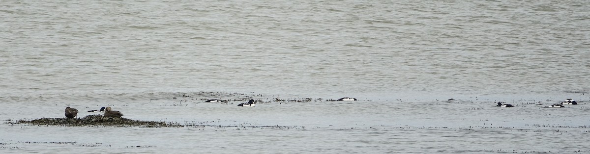 Barrow's Goldeneye - ML628316083