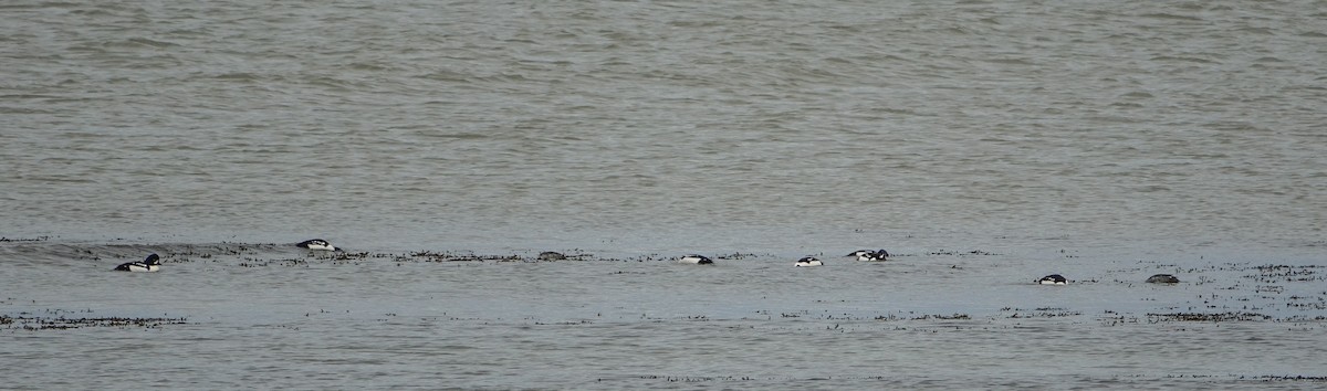 Barrow's Goldeneye - ML628316084