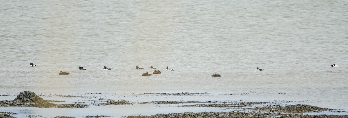 Barrow's Goldeneye - ML628316085
