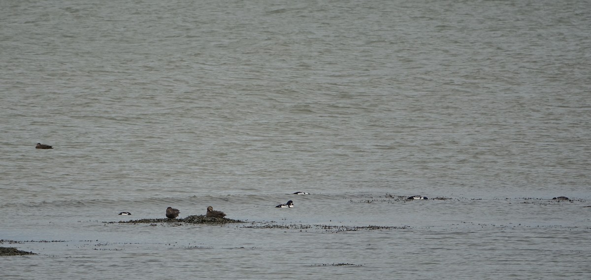 Barrow's Goldeneye - ML628316086