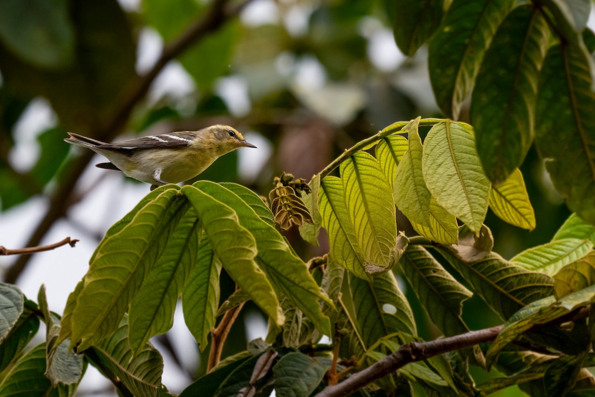 Blackburnian Warbler - ML628316234