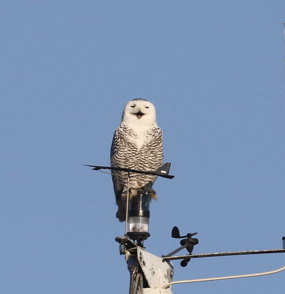 eBird Checklist - 31 Dec 2024 - Great Kills Park--Crookes Point - 46 ...