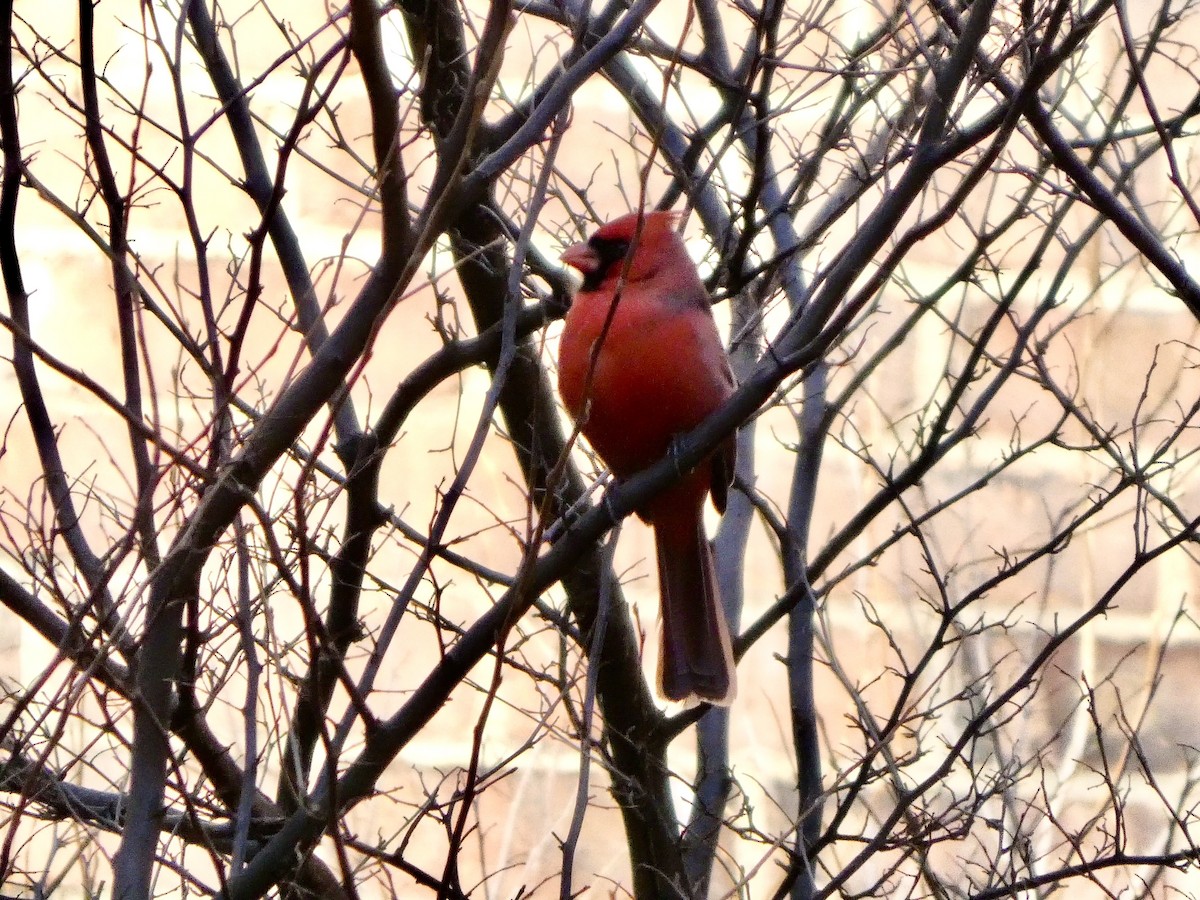 Northern Cardinal - ML628316348