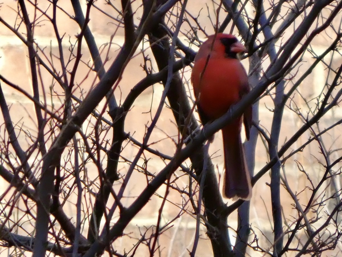 Northern Cardinal - ML628316349