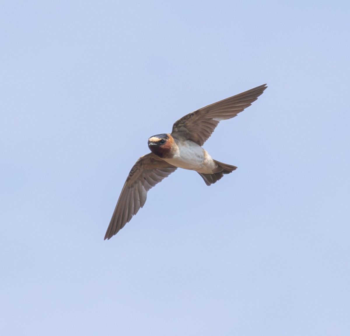 Cliff Swallow - ML628316392