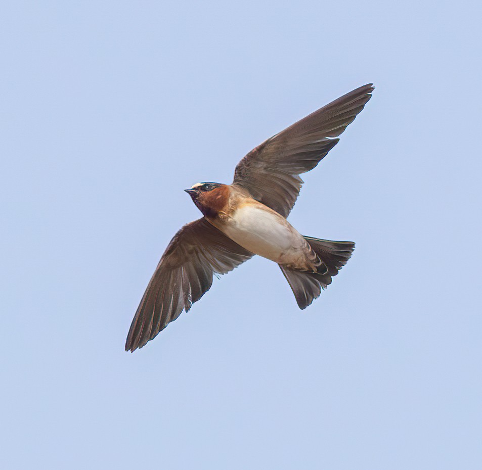 Cliff Swallow - ML628316393