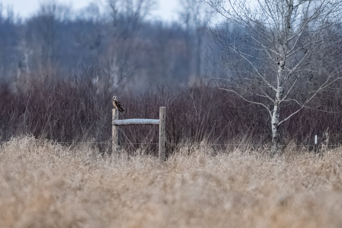 Short-eared Owl - ML628316481
