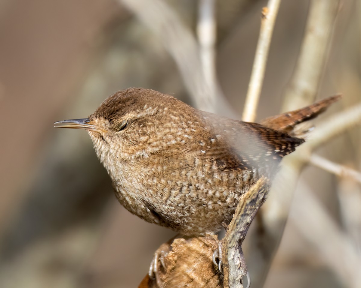 Winter Wren - ML628316503