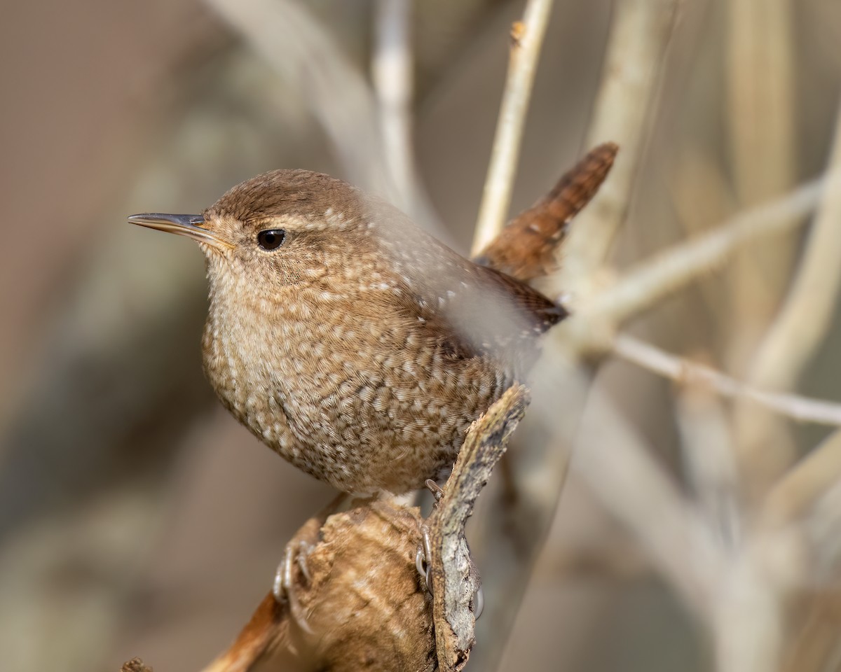 Winter Wren - ML628316504
