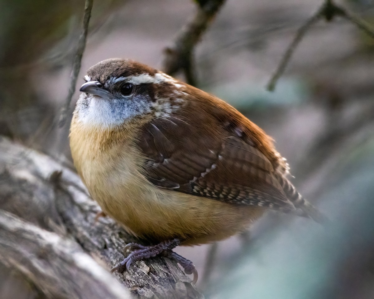 Carolina Wren - ML628316518