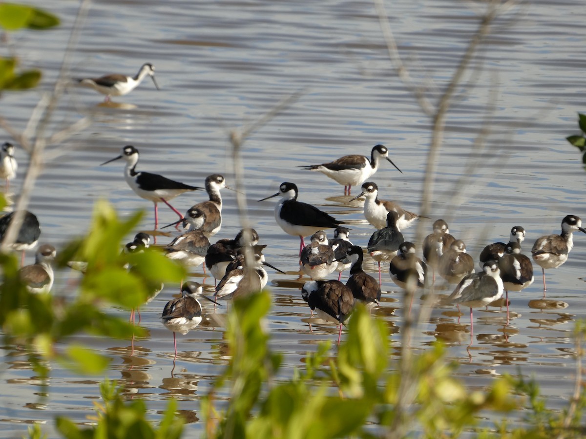 Black-necked Stilt - ML628316596