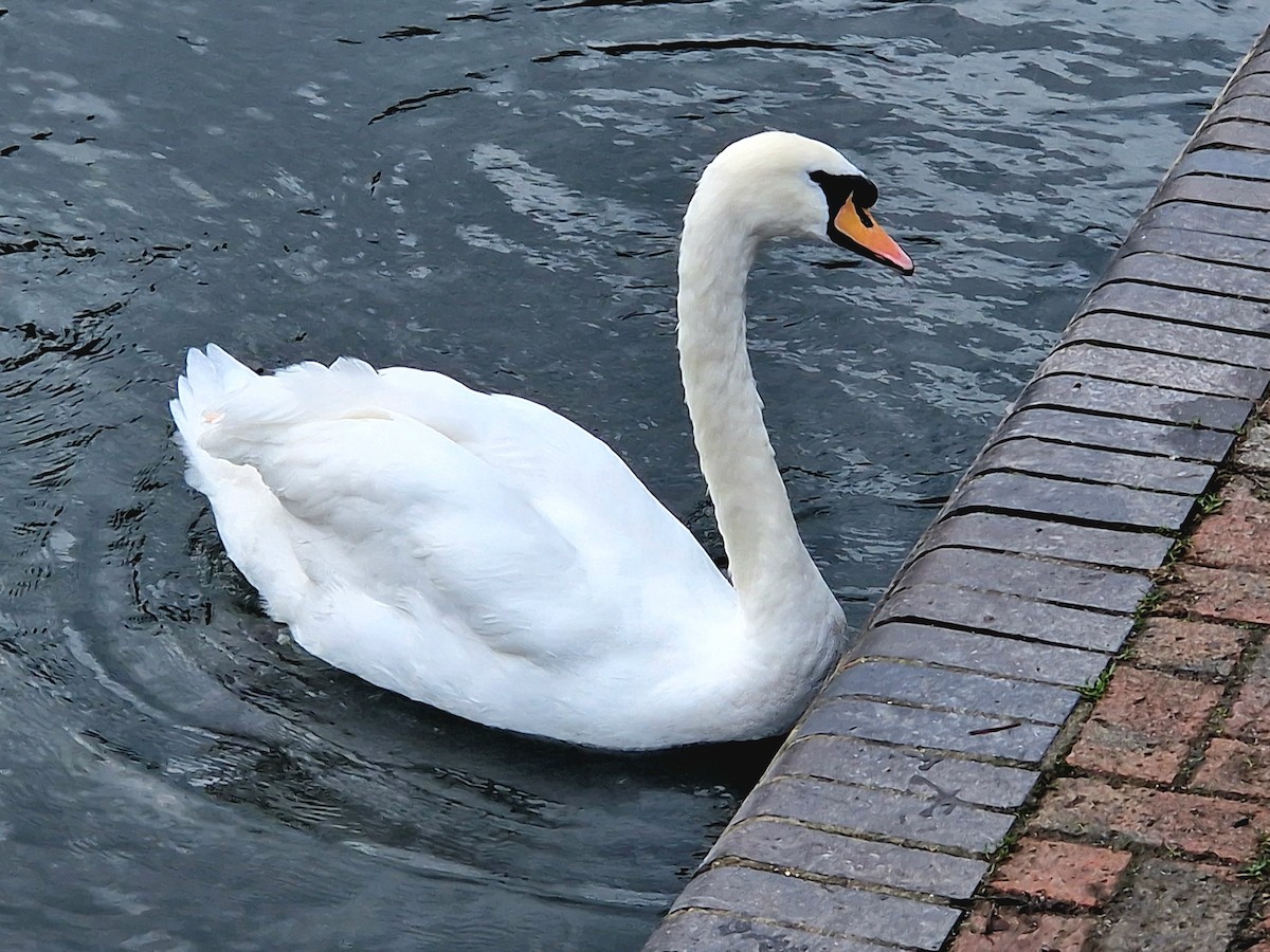 Mute Swan - ML628316674