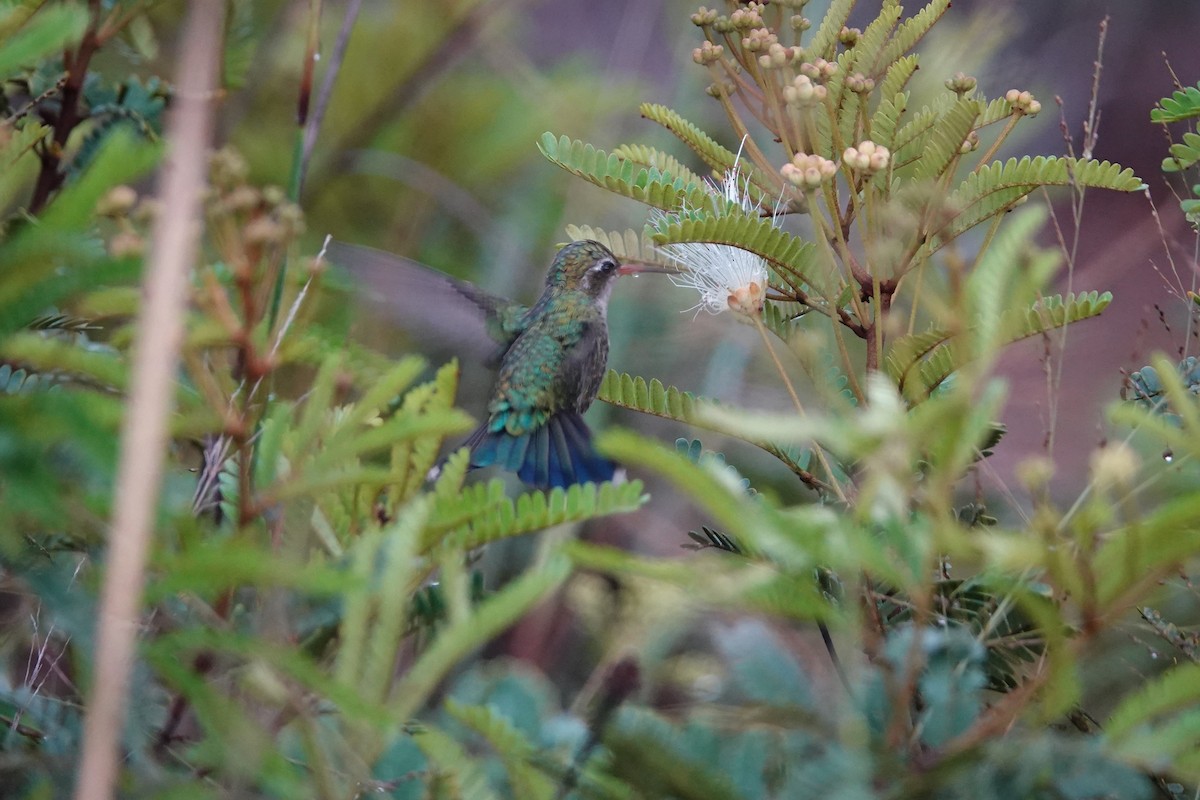 Glittering-bellied Emerald - ML628316723