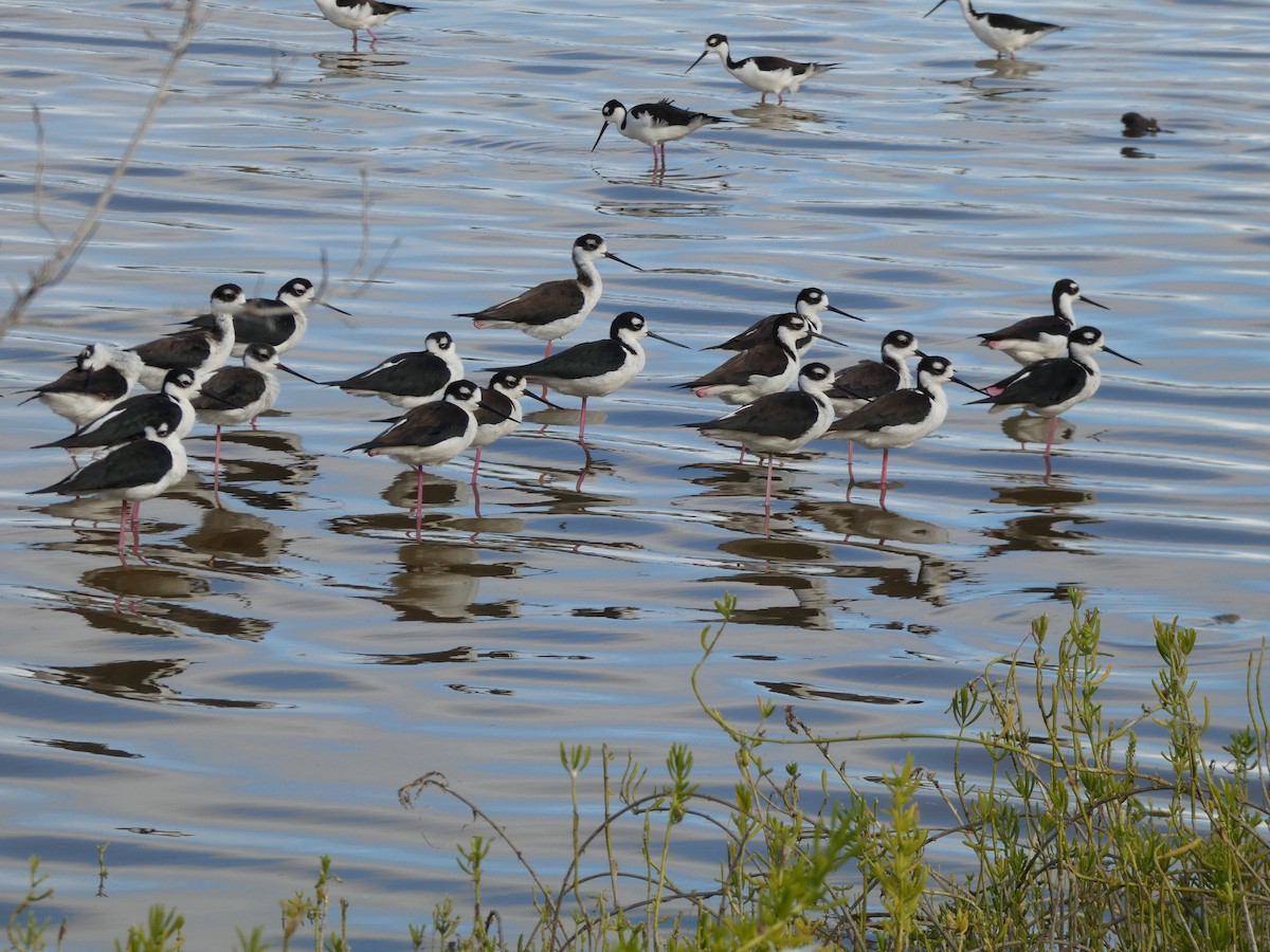 Black-necked Stilt - ML628316727