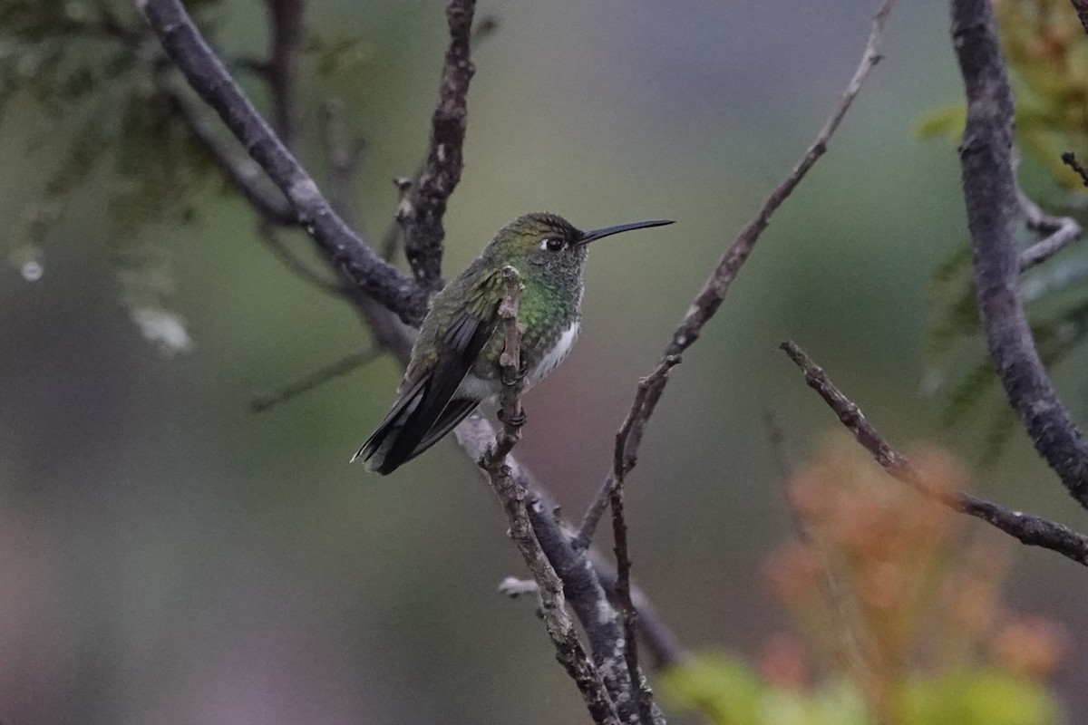 Glittering-throated Emerald - ML628316737