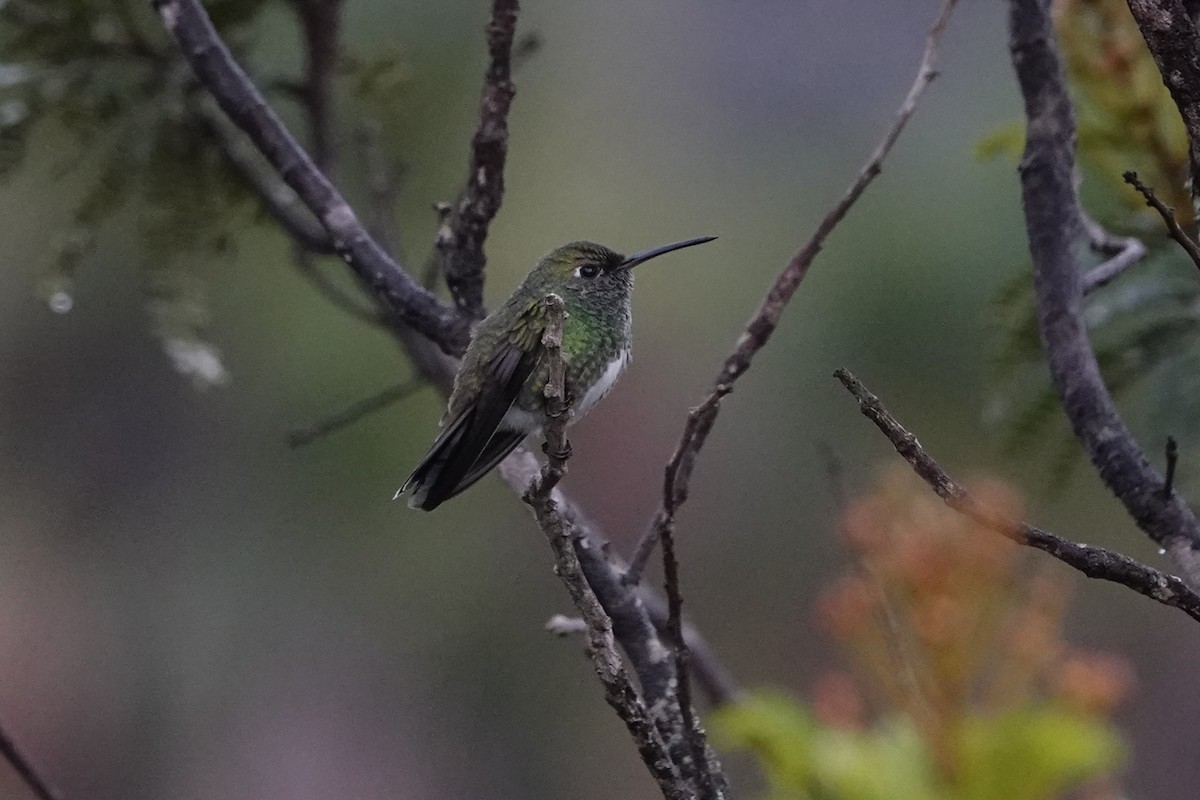 Glittering-throated Emerald - ML628316738