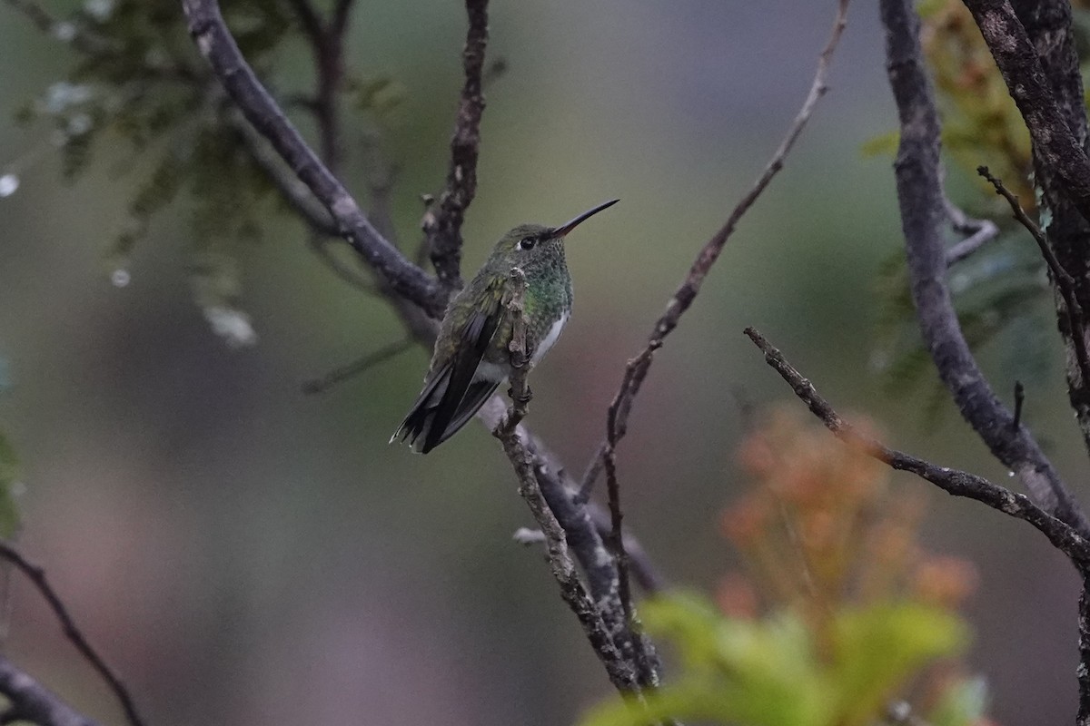 Glittering-throated Emerald - ML628316739