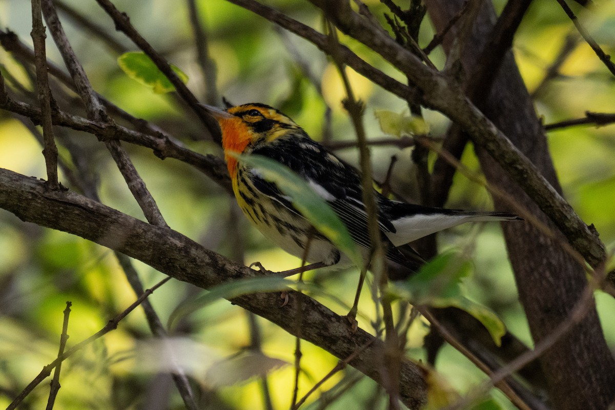 Blackburnian Warbler - ML628316818