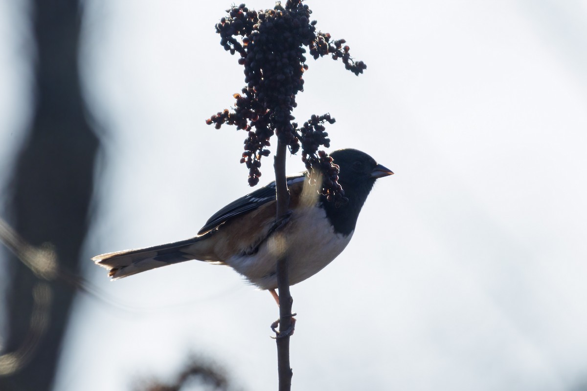 Spotted Towhee - ML628316847