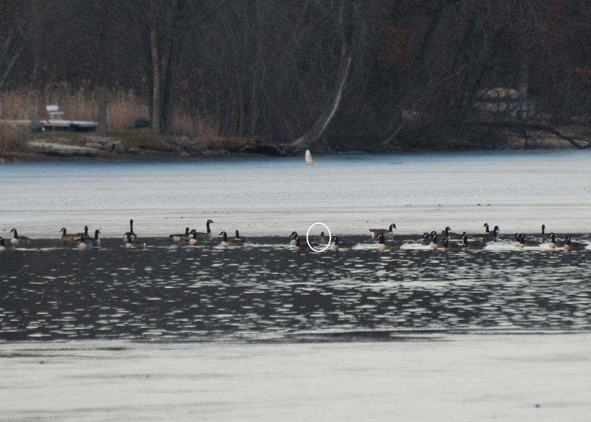 Taiga Bean-Goose - K Randall