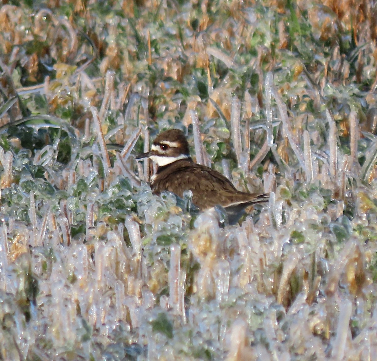 Killdeer - ML628316942