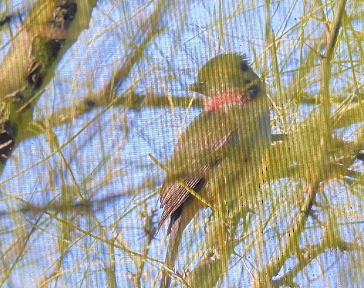 Rose-throated Becard - ML628316973