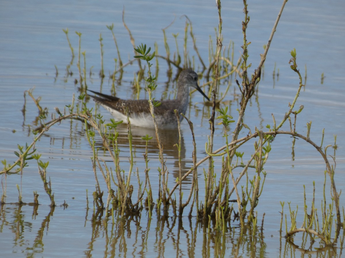 Lesser Yellowlegs - ML628316980