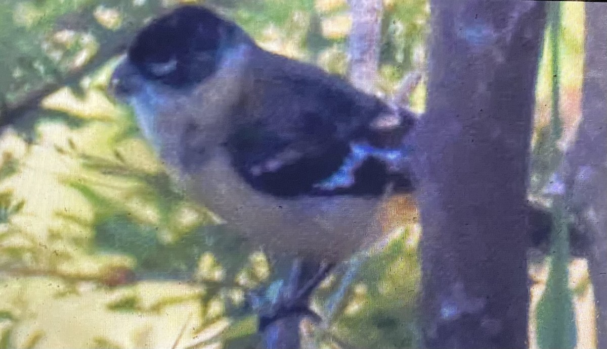 Morelet's Seedeater - ML628316989