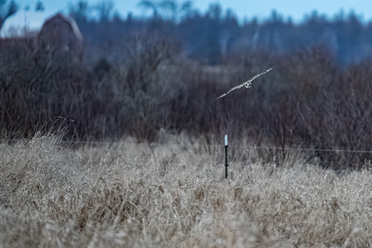 Short-eared Owl - ML628317123