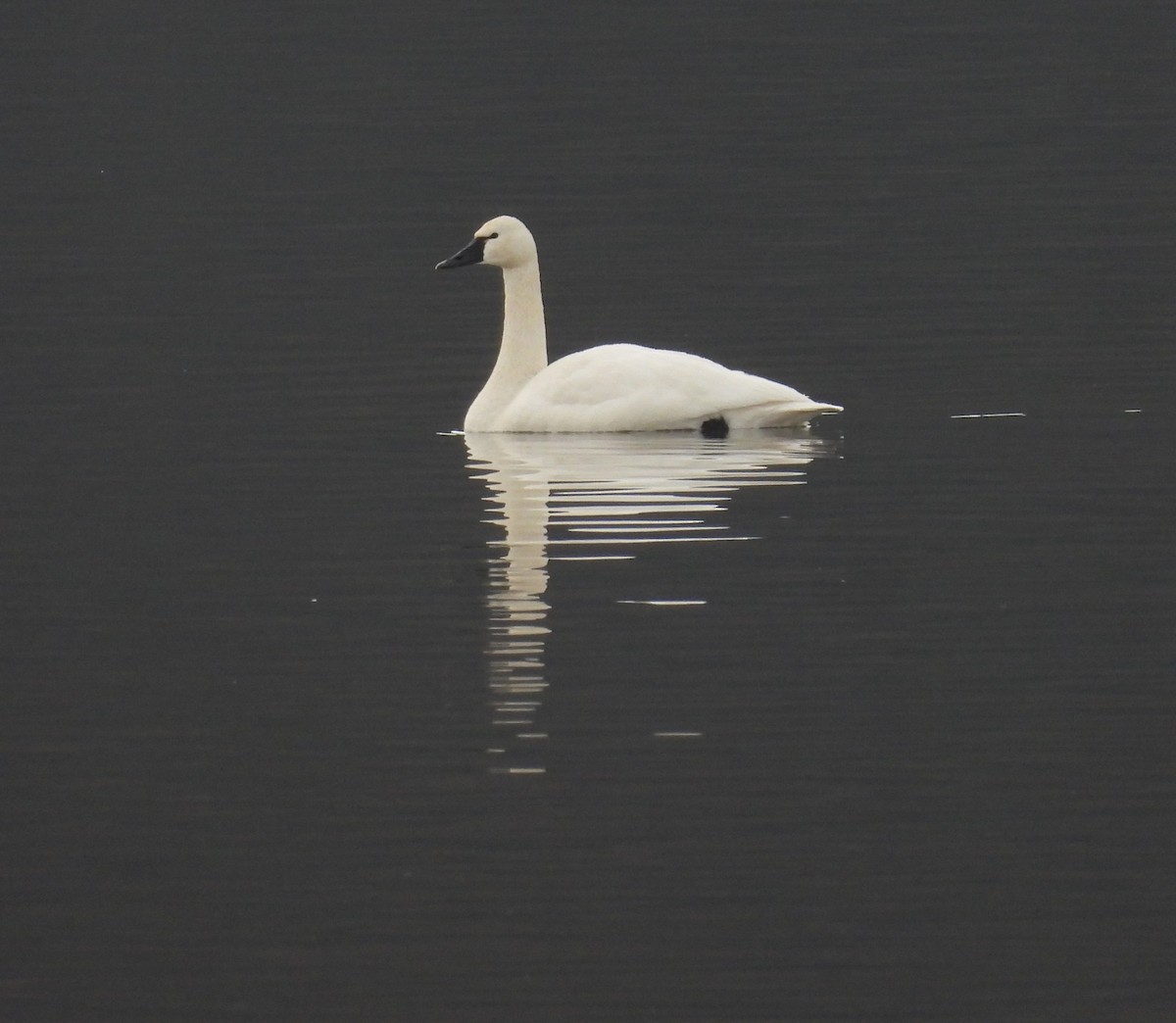 Cisne Chico - ML628317171