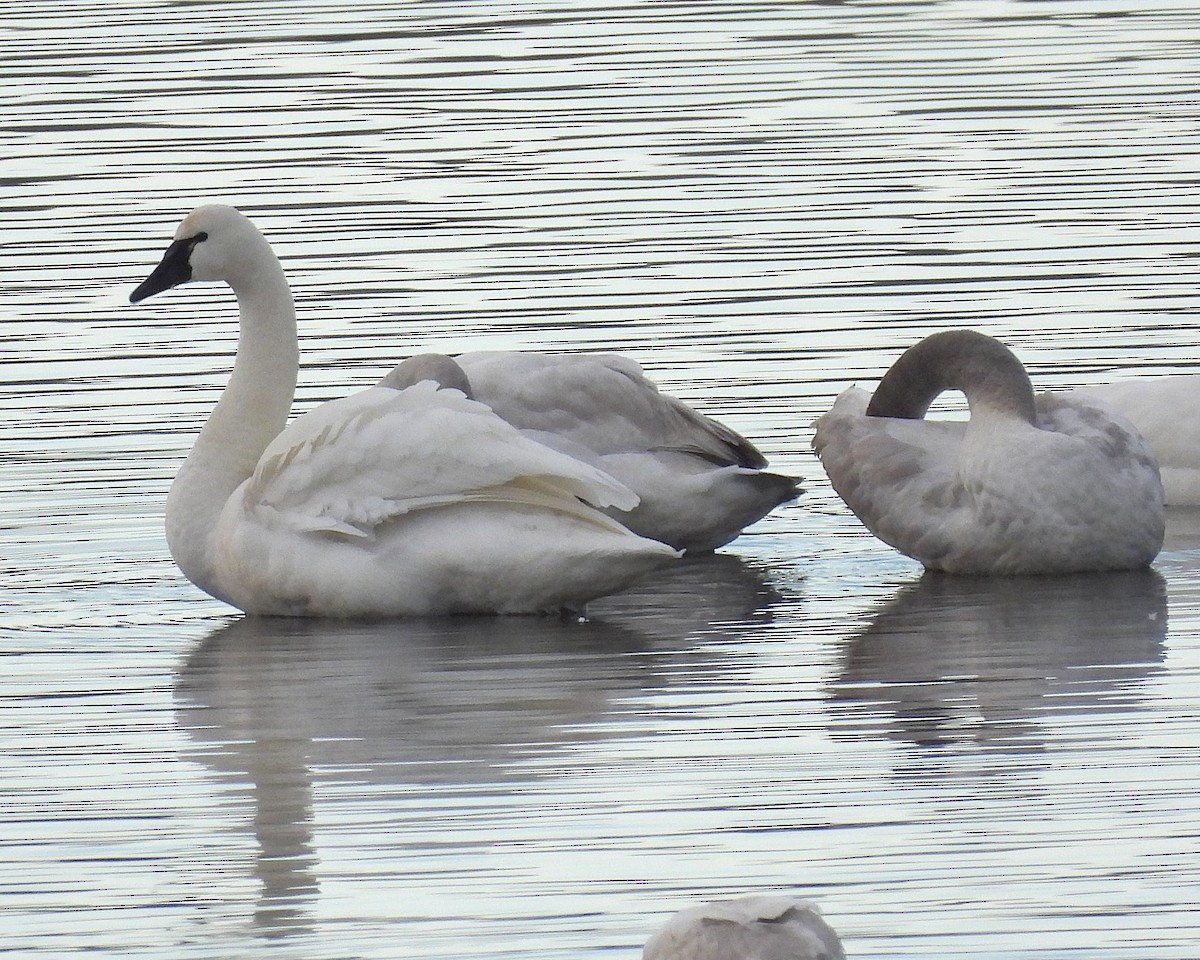 Cisne Chico - ML628317175