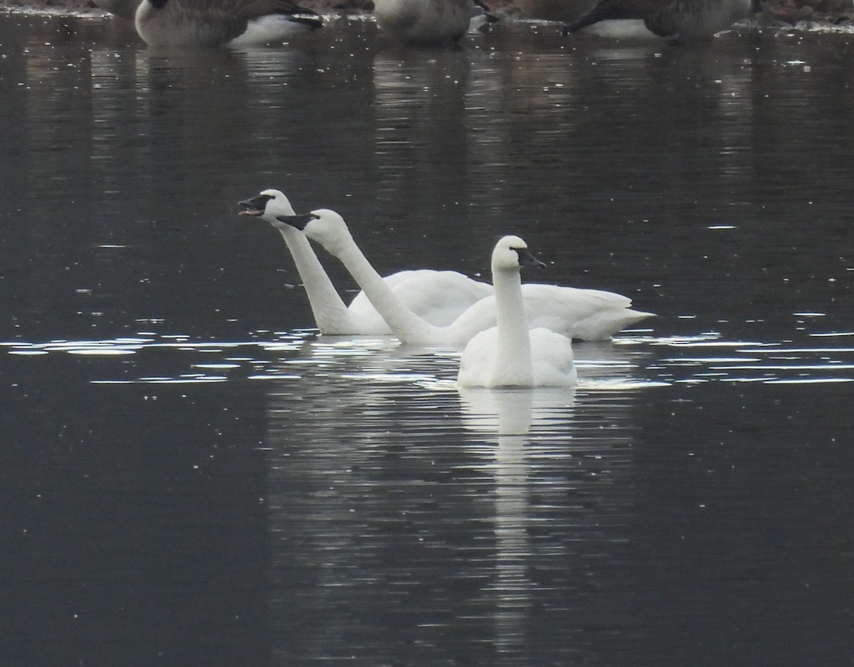 Cisne Chico - ML628317190