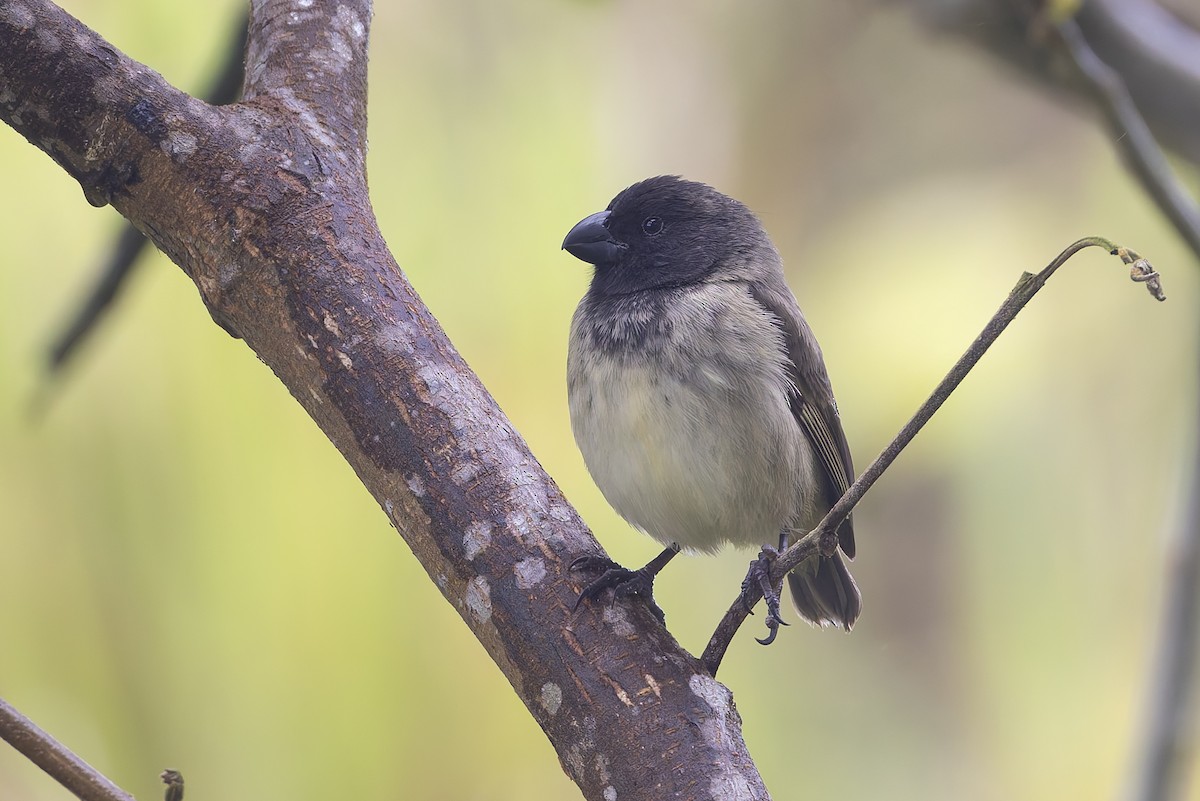 ML628317251 - Large Tree-Finch - Macaulay Library