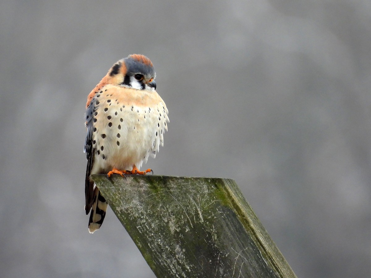 American Kestrel - ML628317331