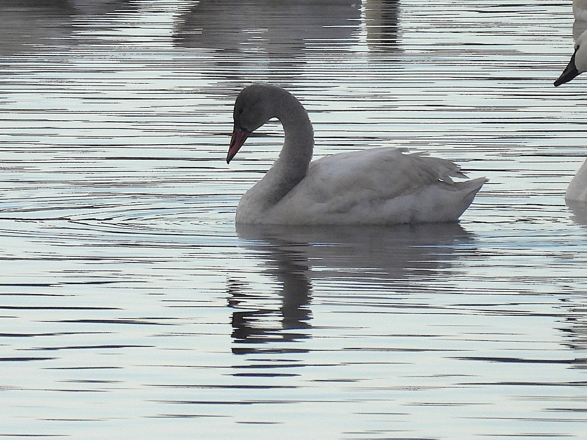 Cisne Chico - ML628317338