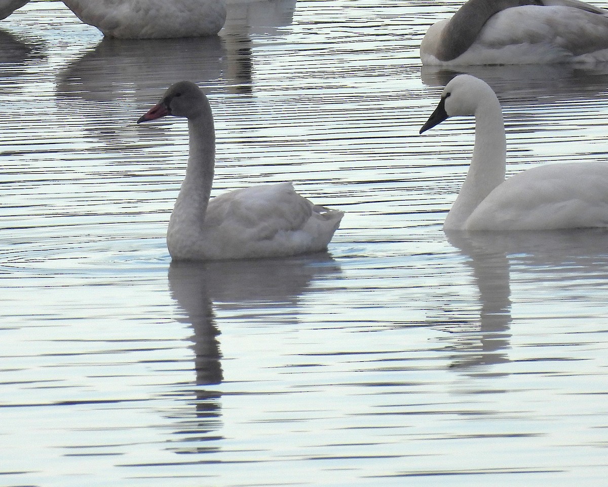 Cisne Chico - ML628317339