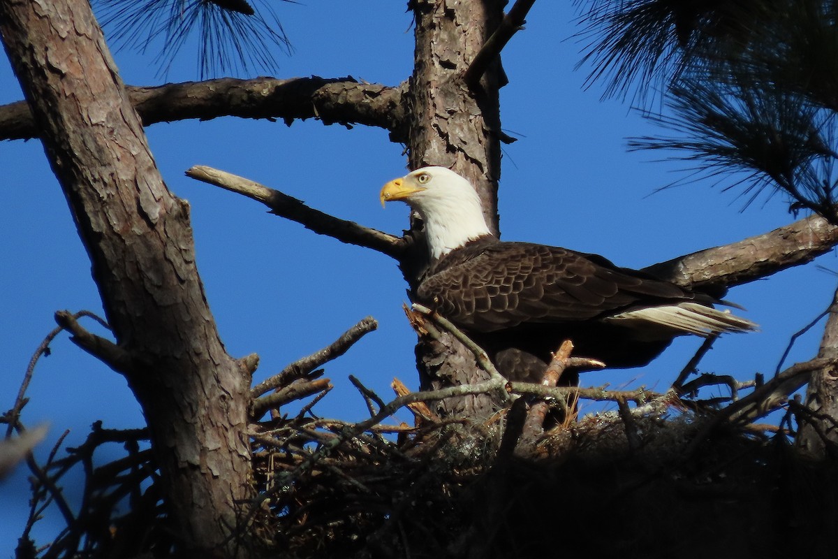 Bald Eagle - ML628317569