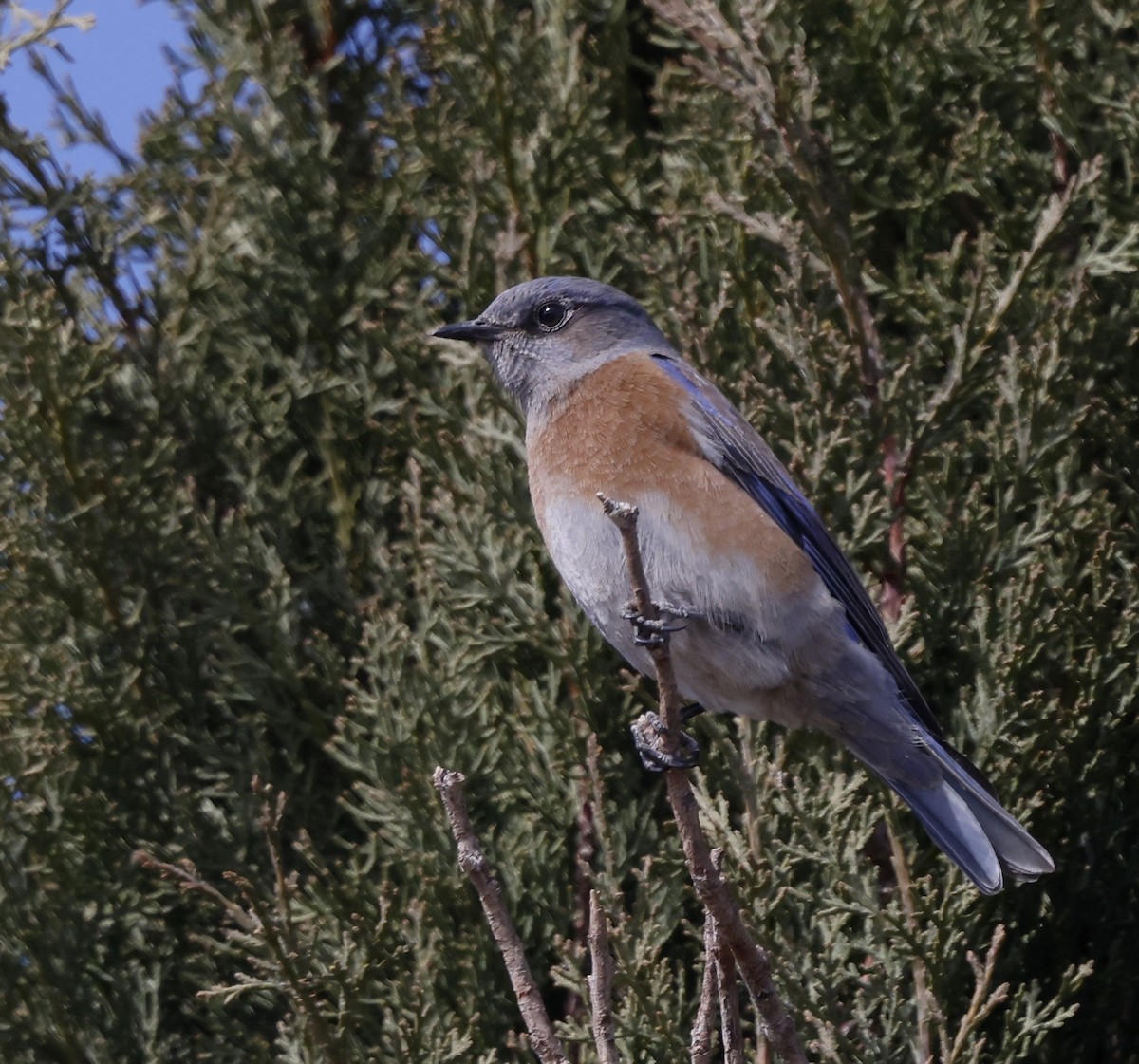 Western Bluebird - ML628317622