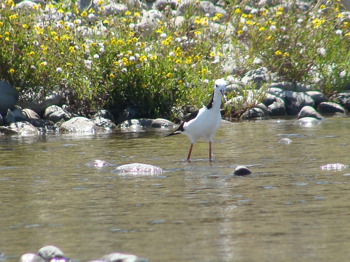 Pied Stilt - ML628317704