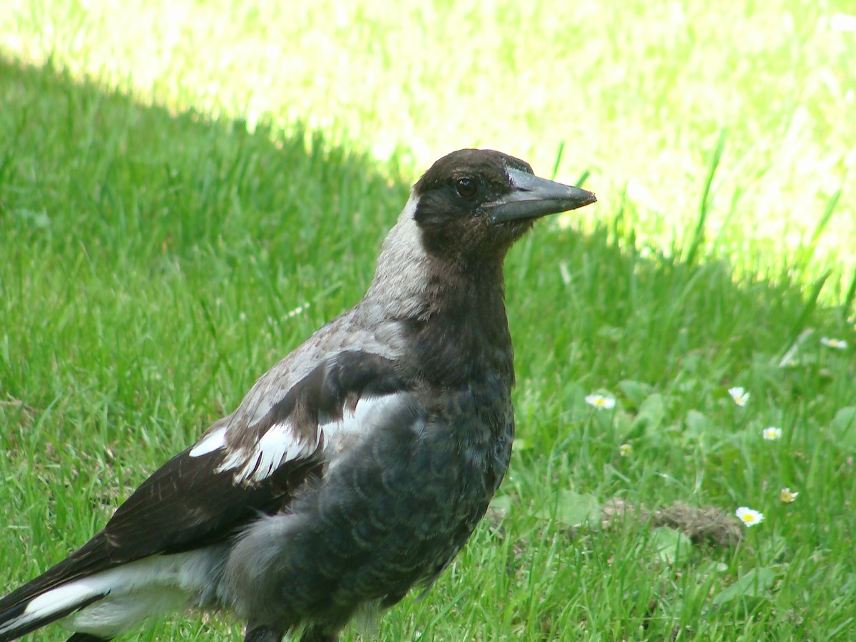 Australian Magpie - ML628317817