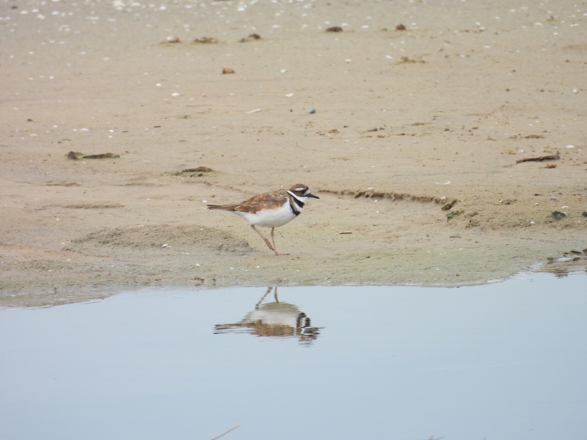 Killdeer - ML628317940