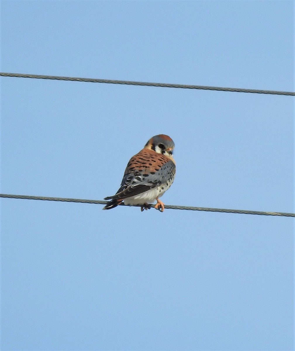 American Kestrel - ML628317960