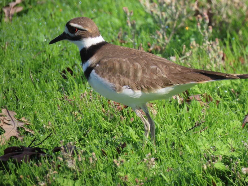 Killdeer - ML628318170