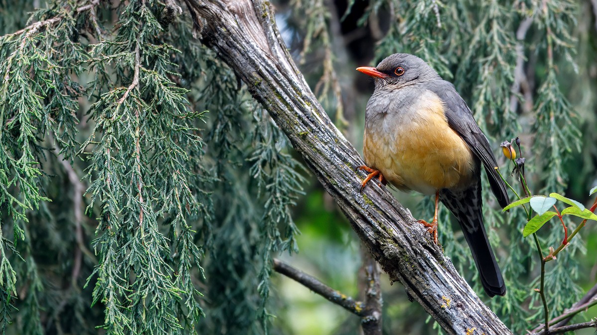 Abyssinian Thrush - ML628318224
