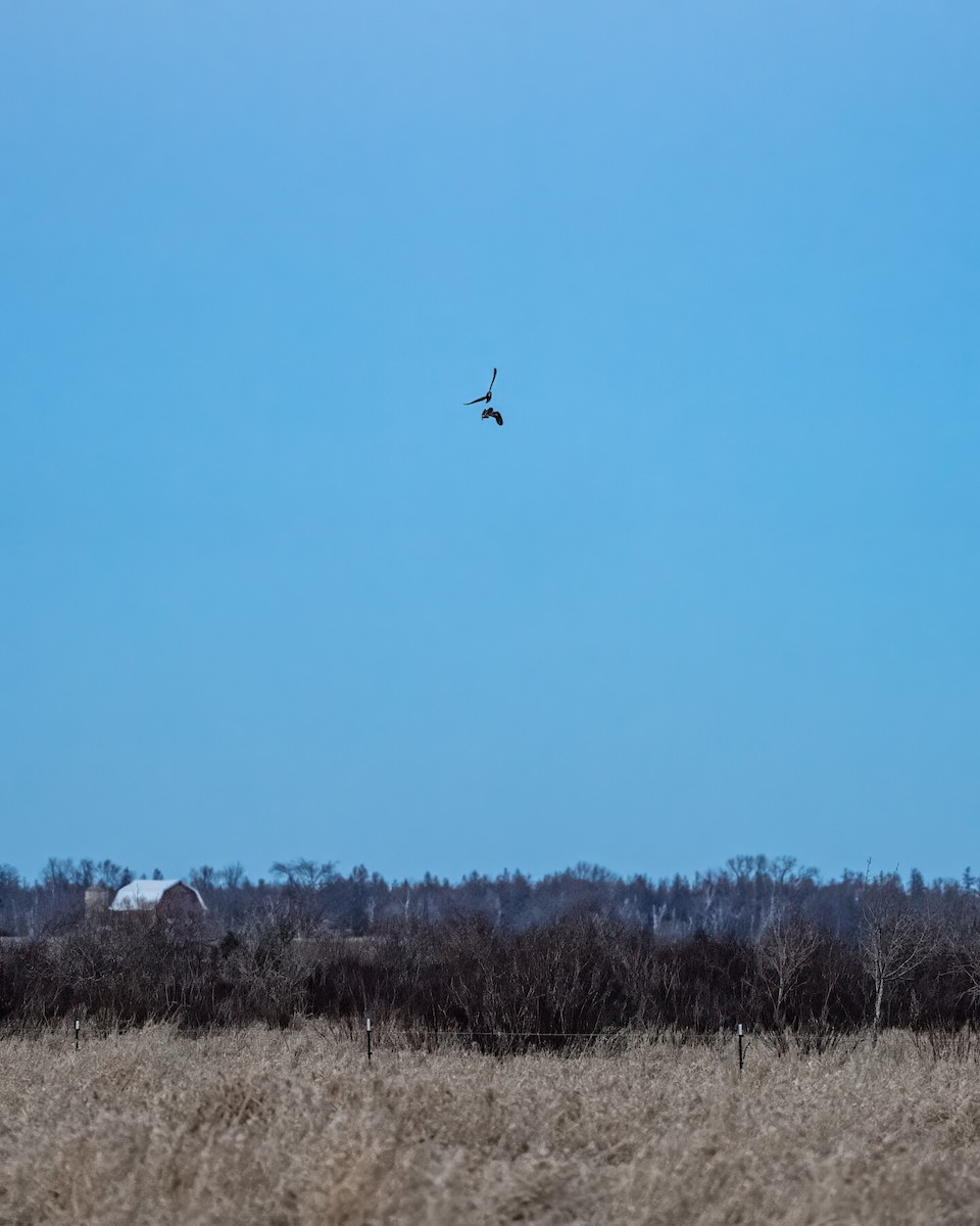 Short-eared Owl - ML628318240