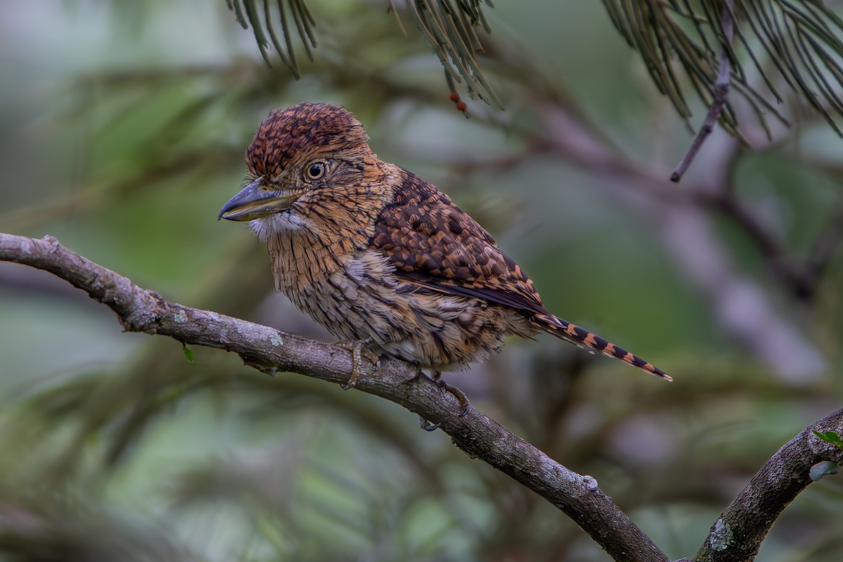 Eastern Striolated-Puffbird - ML628318400