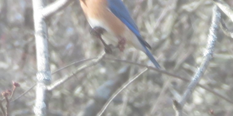 Eastern Bluebird - ML628318470