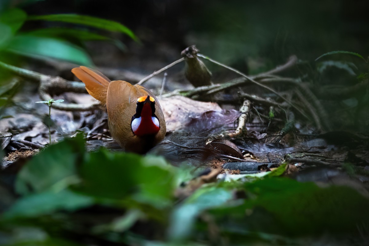 Malaysian Rail-babbler - ML628318672